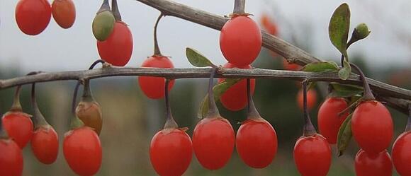 Goji Beere Goji Beere