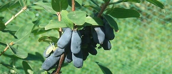 Haskap Beeren Haskap Beeren